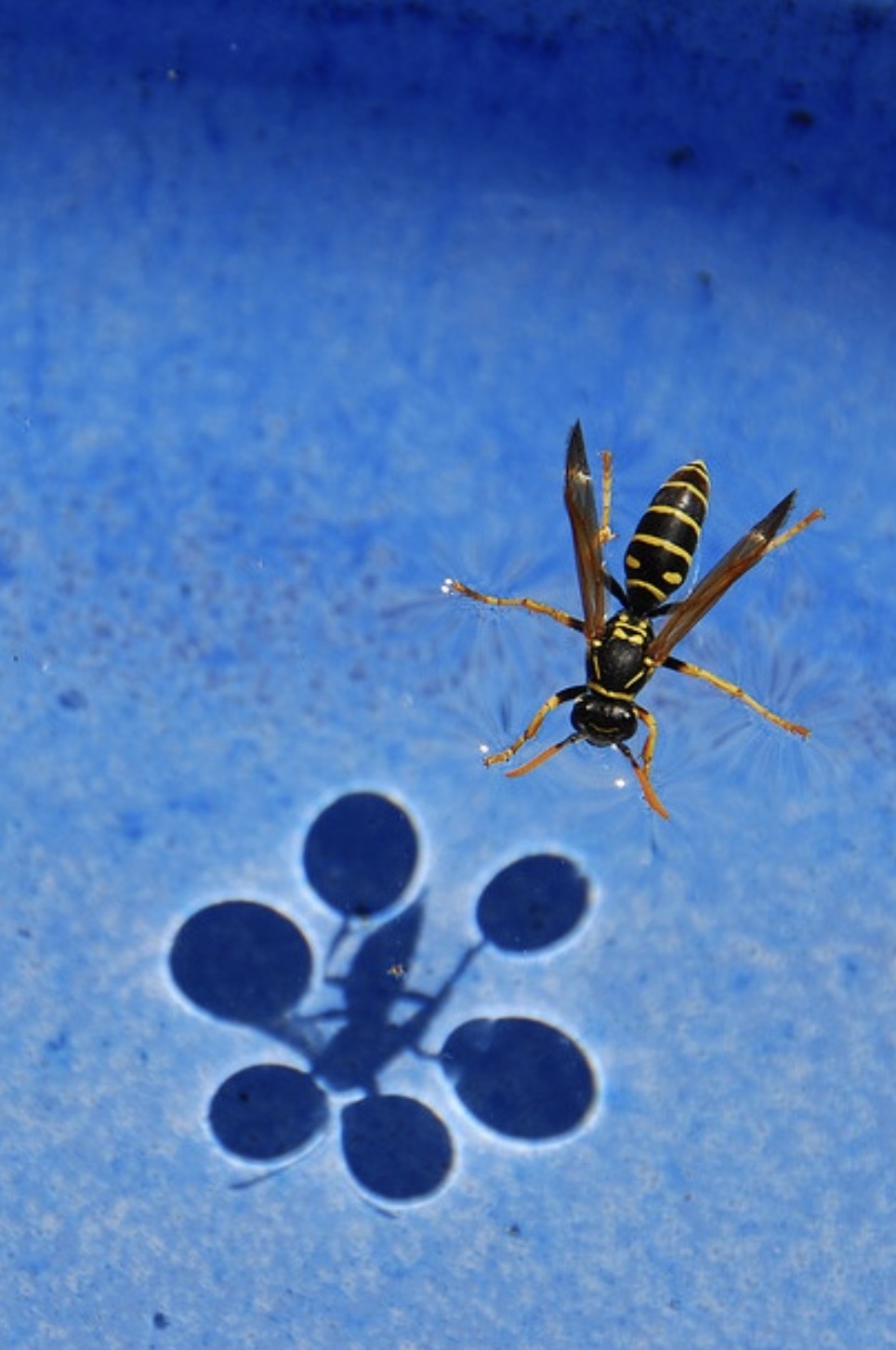 insect on water surface tension